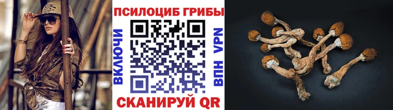 Псилоцибиновые грибы Cubensis  сколько стоит  Красный Холм 